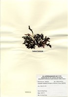 藏品(硬盾果藻)的圖片